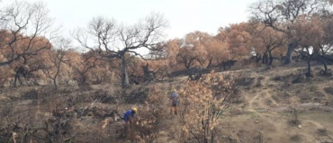 Repoblación forestal