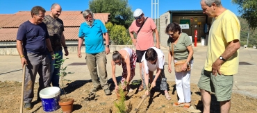 Plantación de árboles