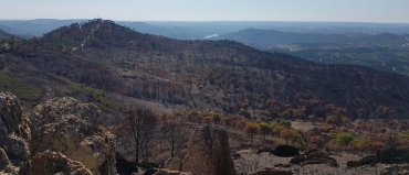 En marcha la primera fase de reforestación forestal