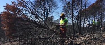 Contratación trabajos reforestación