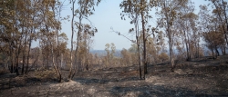 Incendio de Niebla