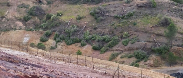 Denuncian destrucción pantalla forestal perímetro vertedero