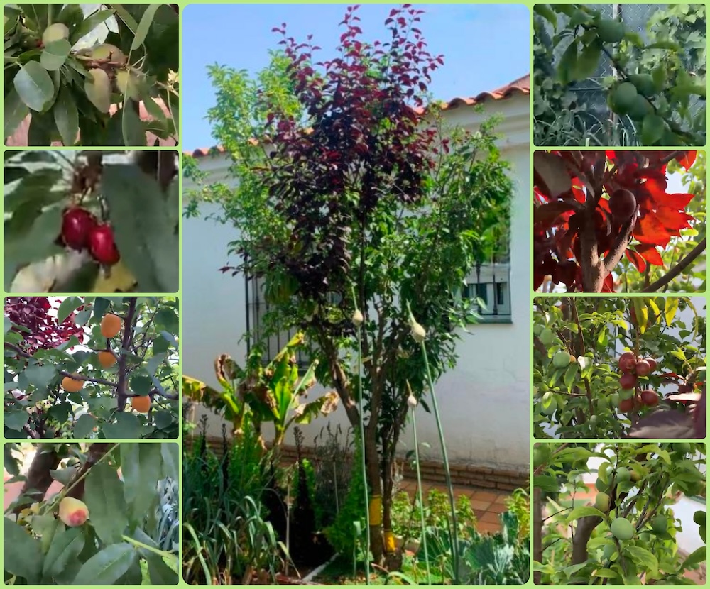 Minerva con sus frutos